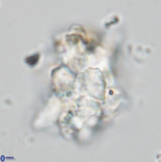 Bonetia brevis VR 05988