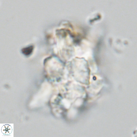 Bonetia brevis VR 05988
