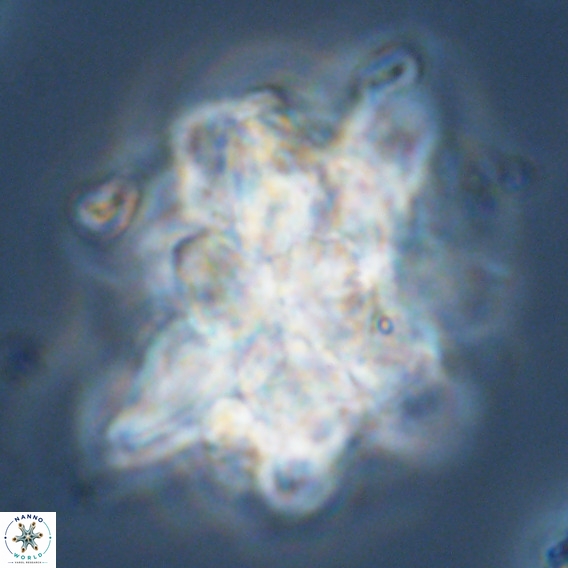 Bonetia brevis VR 05993