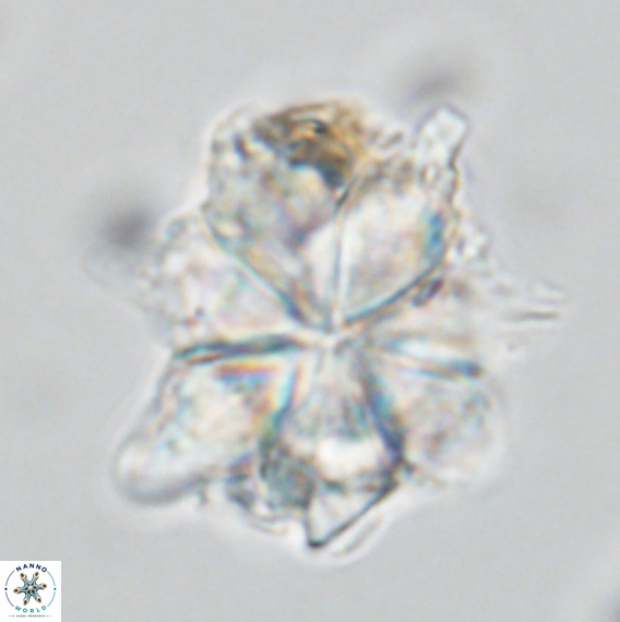 Bonetia brevis VR 05990