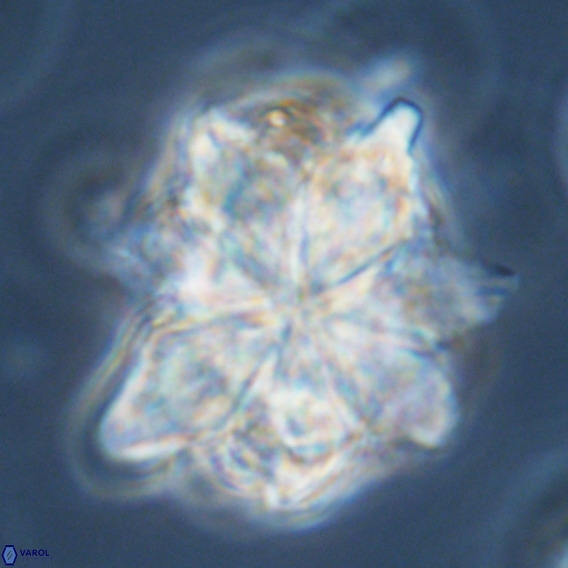 Bonetia brevis VR 05992