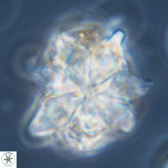 Bonetia brevis VR 05992
