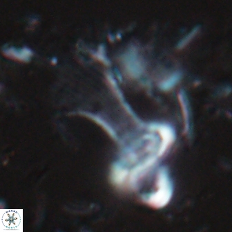 Boletuvelum candens 16327