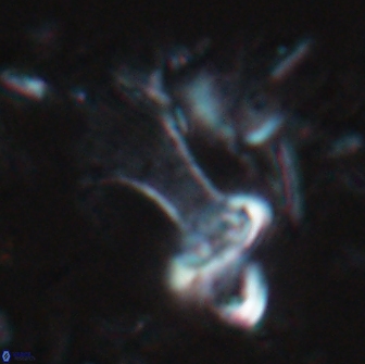 Boletuvelum candens 16329