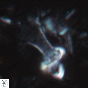 Boletuvelum candens 16329