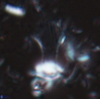 Boletuvelum candens 16334