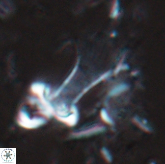 Boletuvelum candens 16335