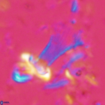 Boletuvelum candens 16336