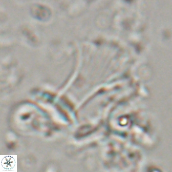 Boletuvelum candens 16337