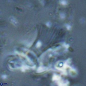 Boletuvelum candens 16338