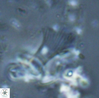 Boletuvelum candens 16338