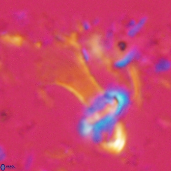 Boletuvelum candens 16330