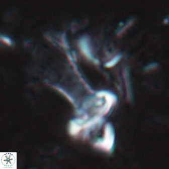 Boletuvelum candens 16331