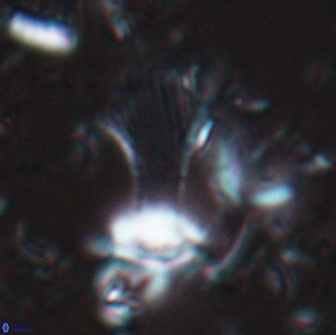 Boletuvelum candens 16332