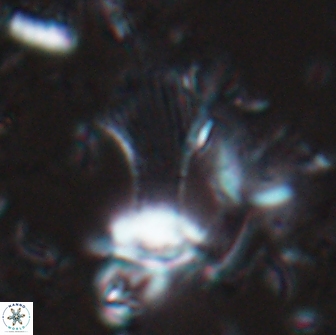 Boletuvelum candens 16332