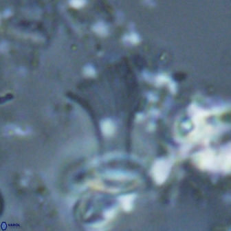 Boletuvelum candens 16340