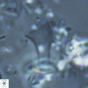 Boletuvelum candens 16340