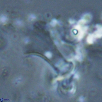 Boletuvelum candens 16341