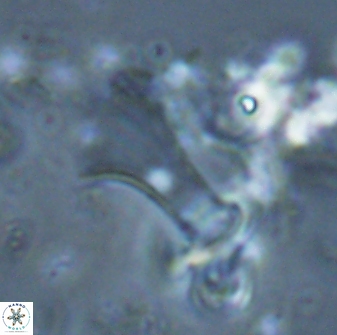 Boletuvelum candens 16341