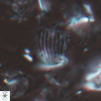 Boletuvelum phossonos 16172