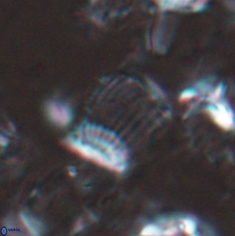 Boletuvelum phossonos 16175