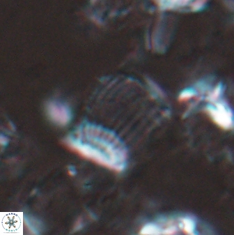 Boletuvelum phossonos 16175