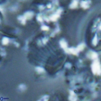 Boletuvelum phossonos 16181