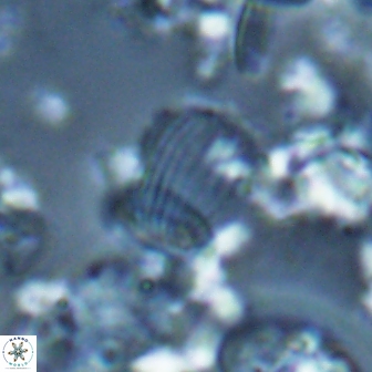 Boletuvelum phossonos 16182