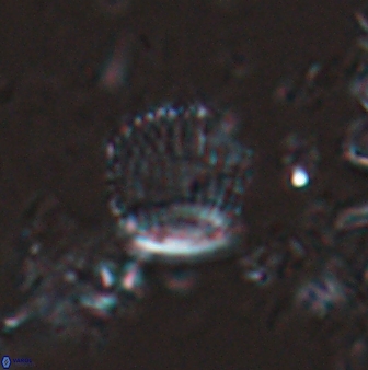 Boletuvelum phossonos 16217