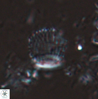 Boletuvelum phossonos 16217