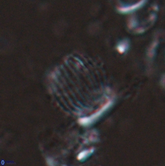 Boletuvelum phossonos 16219