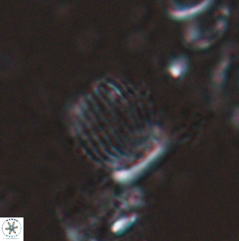 Boletuvelum phossonos 16219