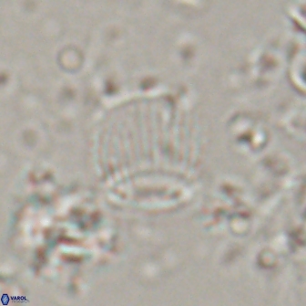 Boletuvelum phossonos 16221