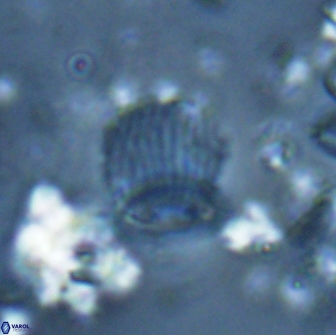 Boletuvelum phossonos 16222