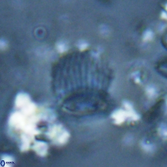 Boletuvelum phossonos 16224