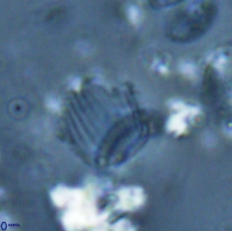 Boletuvelum phossonos 16225