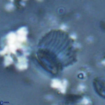 Boletuvelum phossonos 16226