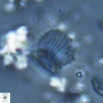 Boletuvelum phossonos 16226