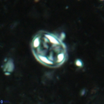 Aktasia irregularis 5786