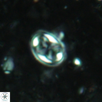 Aktasia irregularis 5786