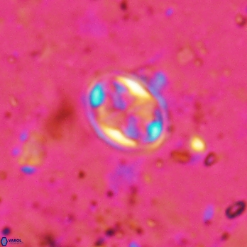 Aktasia irregularis 5787