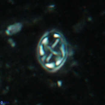 Aktasia irregularis 5788