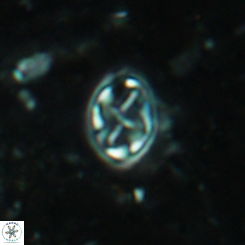 Aktasia irregularis 5788
