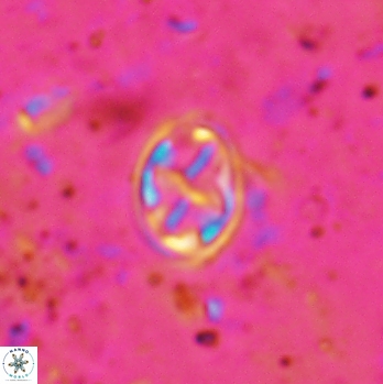 Aktasia irregularis 5789
