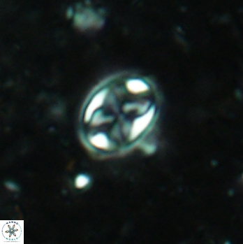 Aktasia irregularis 5790