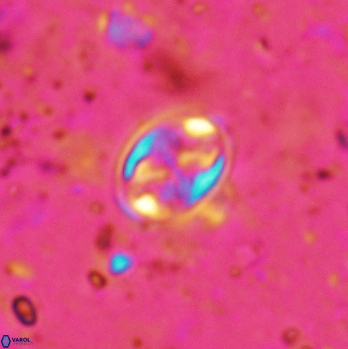 Aktasia irregularis 5791
