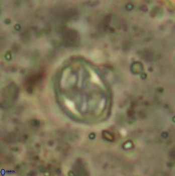 Aktasia irregularis 5792