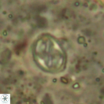 Aktasia irregularis 5792