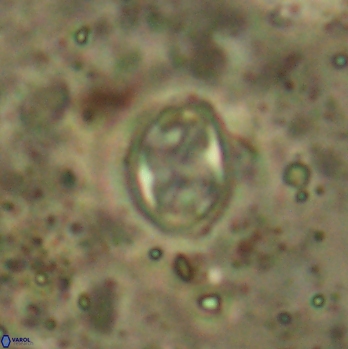 Aktasia irregularis 5793