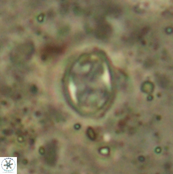 Aktasia irregularis 5793